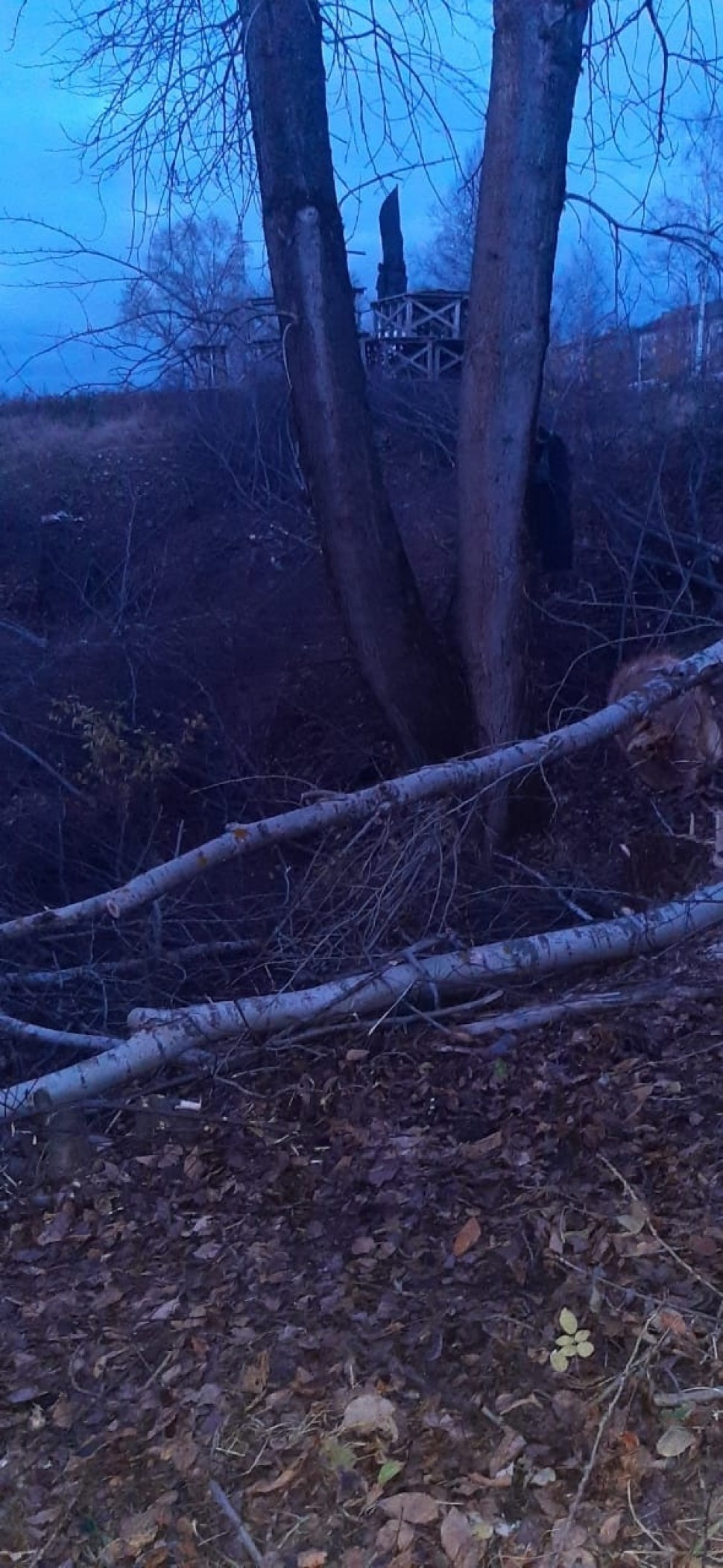 В Котласе мужчину придавило дерево, которое он пилил